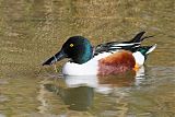 Northern Shoveler